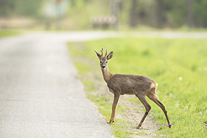 thumbnail for Tips to avoid hitting a deer